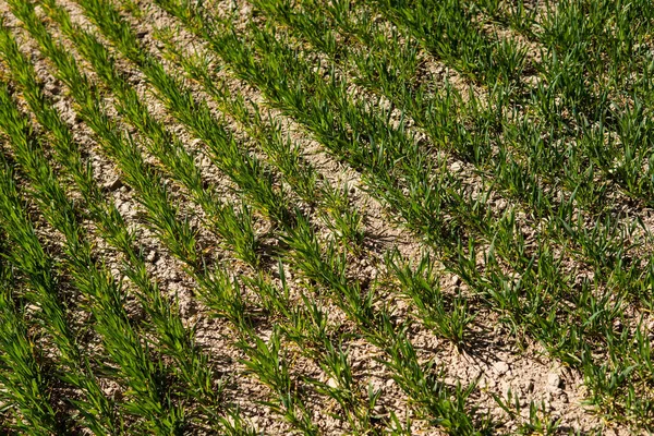 Mudas de trigo jovens que crescem em um campo em um solo preto. O trigo verde de primavera cresce no solo. Feche em brotar centeio em um campo de agricultura em um dia ensolarado. Brotos de centeio. Agricultura . — Fotografia de Stock