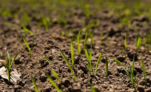 Plántulas jóvenes de trigo que crecen en un campo en un suelo negro. El trigo verde de primavera crece en el suelo. Cerca de brotar centeno en un campo agrícola en un día soleado. Brotes de centeno. Agricultura . — Foto de Stock