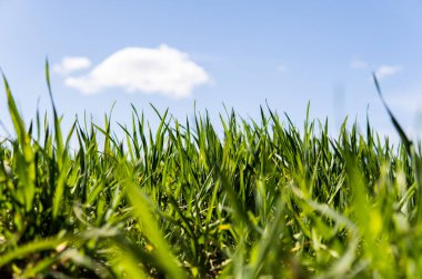 Genç buğday fideleri kara toprakta bir tarlada yetişiyor. Bahar yeşili buğday toprakta yetişir. Güneşli bir günde tarım alanında filizlenen çavdara yaklaş. Çavdar filizleri. Tarım.