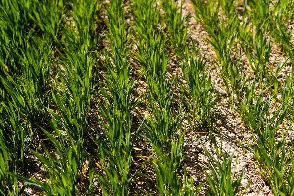 Piantine di grano giovani che crescono su un campo in un terreno nero. Il grano verde primaverile cresce nel terreno. Avvicinati al germogliare della segale in un campo agricolo in una giornata di sole. Germogli di segale. Agricoltura . — Foto Stock