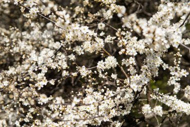 Beyaz çiçekli kiraz çiçekleri..