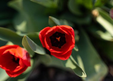 Kırmızı lale baharda bir bahçede büyüyor..