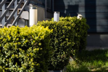 Bakış açısına göre kare şeklinde yeşil çalılar dikiyorlar. Çimenlerdeki dikdörtgen çalılar.