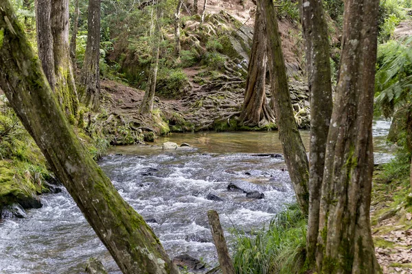 Naturlandschaften Des Arvi Parks Medellin — Stockfoto