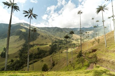 Salento, Quindio, Kolombiya 'daki Cocora Vadisi' nin Panoramik Görüntüleri.