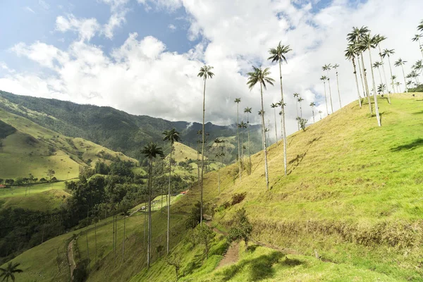 Salento Quindio Kolombiya Daki Cocora Vadisi Nin Panoramik Görüntüleri — Stok fotoğraf