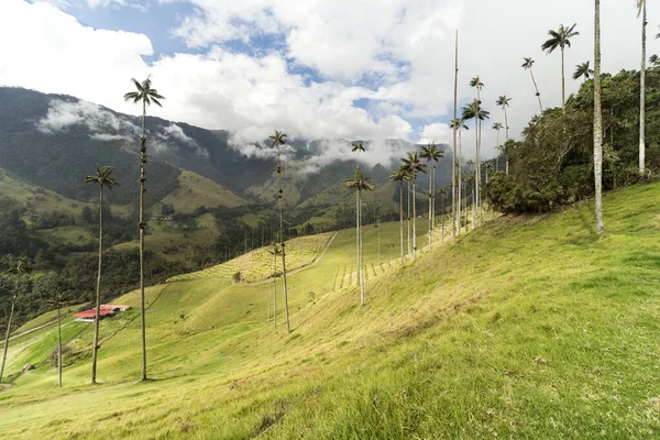 Panoramiczne Widoki Dolinę Cocora Salento Quindio Kolumbia — Zdjęcie stockowe