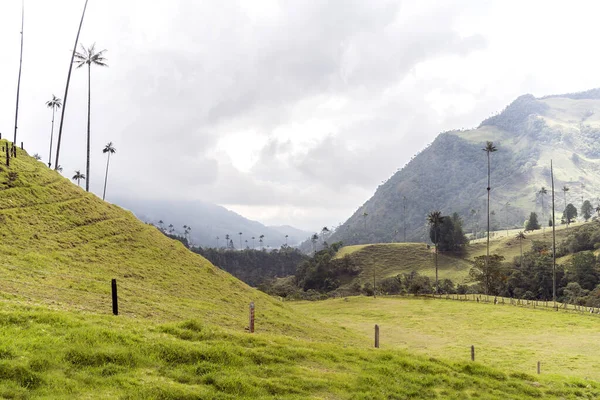 Salento Quindio Kolombiya Daki Cocora Vadisi Nin Panoramik Görüntüleri — Stok fotoğraf