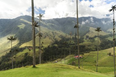 Salento, Quindio, Kolombiya 'daki Cocora Vadisi' nin Panoramik Görüntüleri.