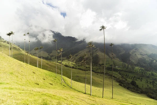 Salento Quindio Kolombiya Daki Cocora Vadisi Nin Panoramik Görüntüleri — Stok fotoğraf