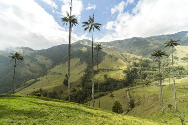 Salento, Quindio, Kolombiya 'daki Cocora Vadisi' nin Panoramik Görüntüleri.