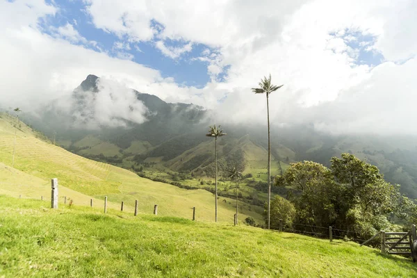 Salento Quindio Kolombiya Daki Cocora Vadisi Nin Panoramik Görüntüleri — Stok fotoğraf