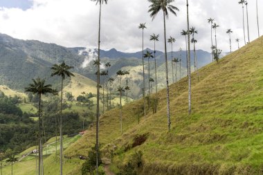 Salento, Quindio, Kolombiya 'daki Cocora Vadisi' nin Panoramik Görüntüleri.