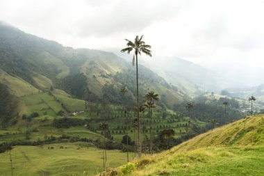 Salento, Quindio, Kolombiya 'daki Cocora Vadisi' nin Panoramik Görüntüleri.