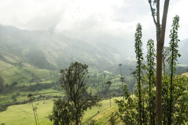 Salento, Quindio, Kolombiya 'daki Cocora Vadisi' nin Panoramik Görüntüleri.