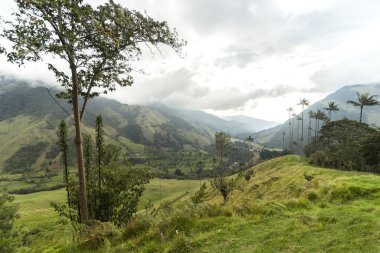 Salento, Quindio, Kolombiya 'daki Cocora Vadisi' nin Panoramik Görüntüleri.