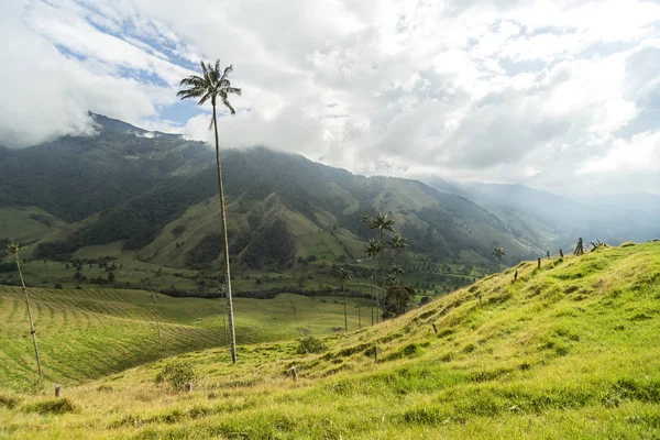 Salento Quindio Kolombiya Daki Cocora Vadisi Nin Panoramik Görüntüleri — Stok fotoğraf