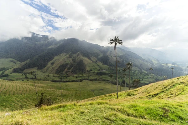 Salento Quindio Kolombiya Daki Cocora Vadisi Nin Panoramik Görüntüleri — Stok fotoğraf