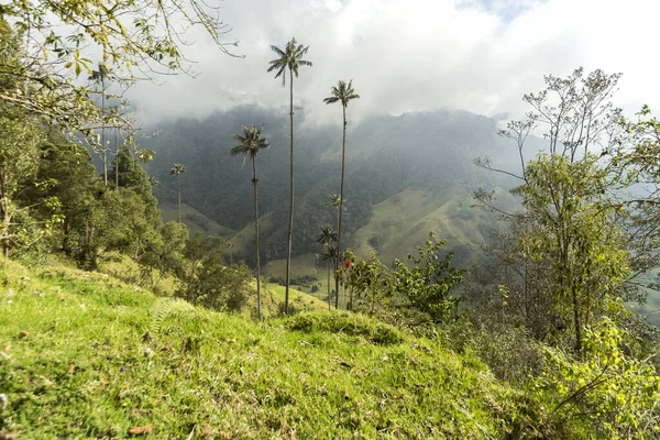 Panoramiczne Widoki Dolinę Cocora Salento Quindio Kolumbia — Zdjęcie stockowe