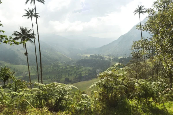 Salento Quindio Kolombiya Daki Cocora Vadisi Nin Panoramik Görüntüleri — Stok fotoğraf