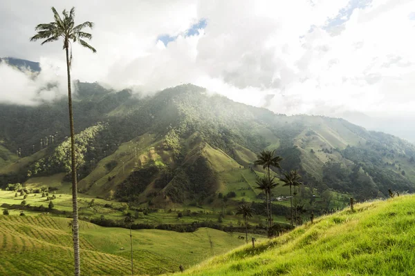 Salento Quindio Kolombiya Daki Cocora Vadisi Nin Panoramik Görüntüleri — Stok fotoğraf