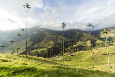 Salento, Quindio, Kolombiya 'daki Cocora Vadisi' nin Panoramik Görüntüleri.
