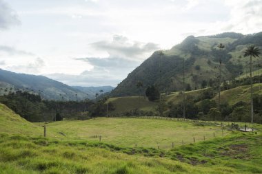Salento, Quindio, Kolombiya 'daki Cocora Vadisi' nin Panoramik Görüntüleri.