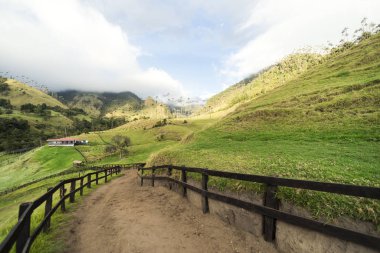 Salento, Quindio, Kolombiya 'daki Cocora Vadisi' nin Panoramik Görüntüleri.