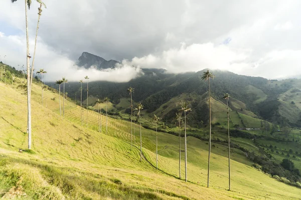 Salento Quindio Kolombiya Daki Cocora Vadisi Nin Panoramik Görüntüleri — Stok fotoğraf