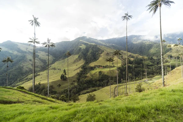 Salento Quindio Kolombiya Daki Cocora Vadisi Nin Panoramik Görüntüleri — Stok fotoğraf