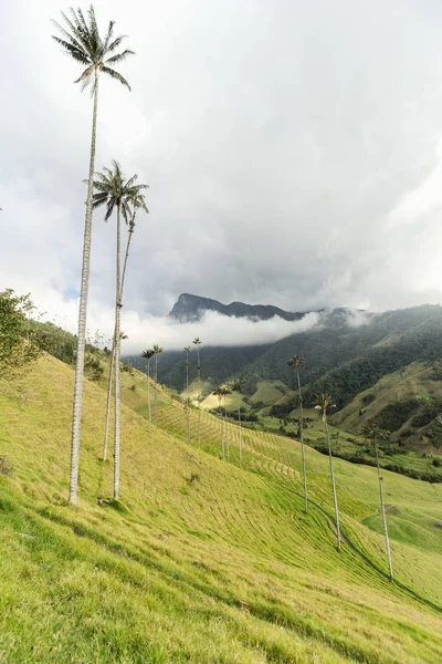 Panoramiczne Widoki Dolinę Cocora Salento Quindio Kolumbia — Zdjęcie stockowe