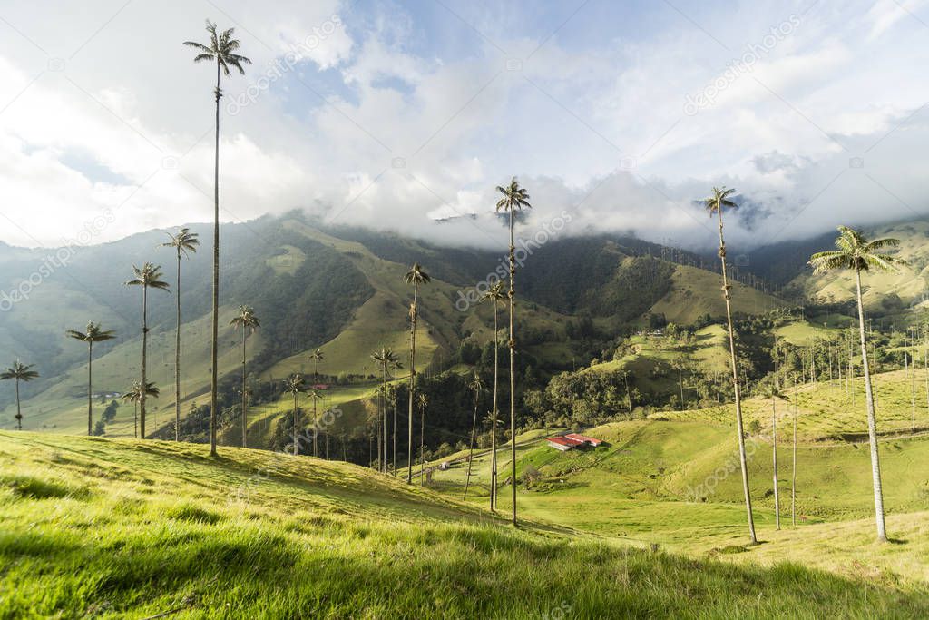 Panoramic Views of The Cocora Valley in Salento, Quindio, Colombia.