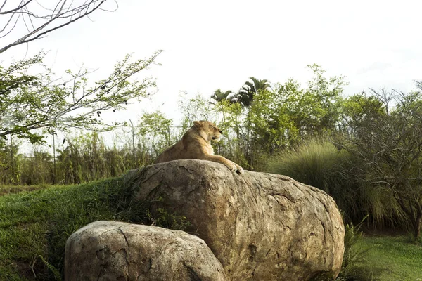 Maravilhosas Paisagens Vida Selvagem Ukumari Biopark Pereira Colômbia — Fotografia de Stock