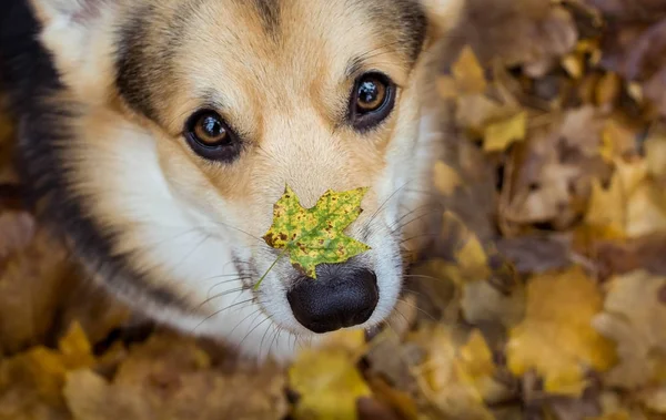 Otoño en la nariz. Cría de perros Galés Corgi Pembroke en un paseo en un hermoso bosque de otoño . —  Fotos de Stock