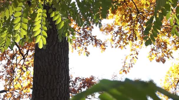 Au début de l'automne. Les feuilles de l'acacia et du chêne sont éclairées par le soleil. Beau fond d'automne . — Video