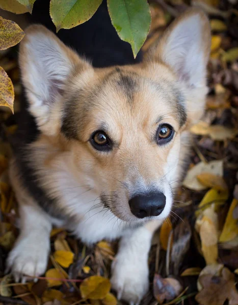 Rasa de câini Welsh Corgi Pembroke pe o plimbare într-o frumoasă pădure de toamnă . — Fotografie, imagine de stoc