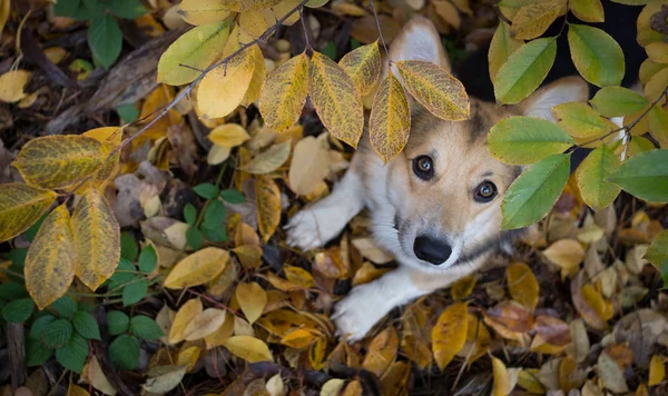 Cría de perros Galés Corgi Pembroke en un paseo en un hermoso bosque de otoño . —  Fotos de Stock