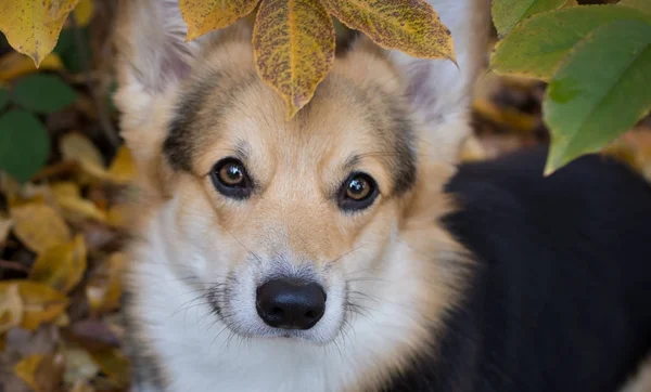 Hunderasse walisischer Corgi pembroke auf einem Spaziergang in einem schönen herbstlichen Wald. — Stockfoto