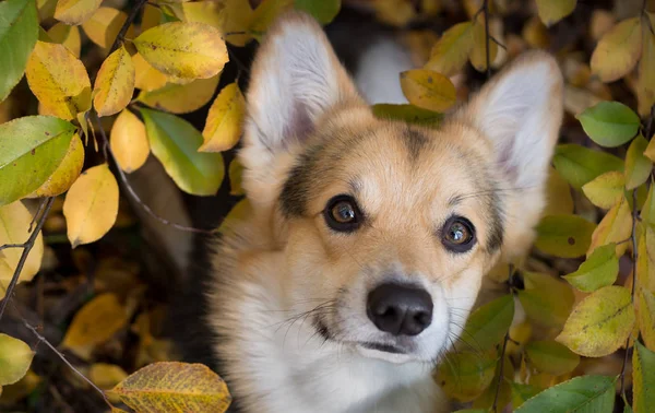 Cane razza gallese Corgi Pembroke in una passeggiata in una bella foresta autunnale . — Foto Stock