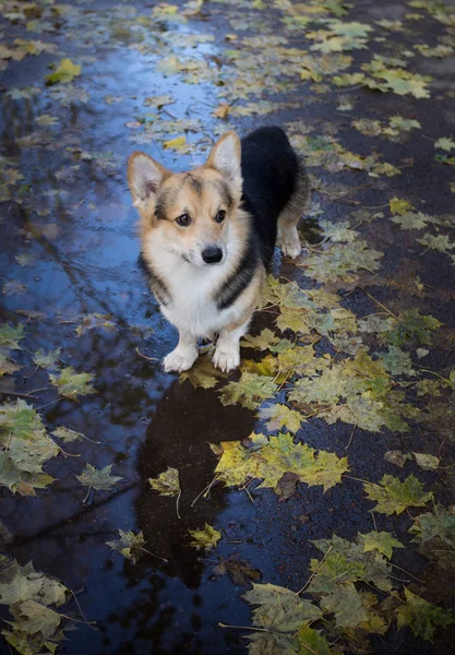 Dog Welsh Corgi Pembroke walks through puddles. The dog walks through the autumn streets of the city. — Stock Photo, Image
