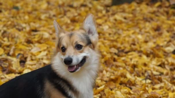 Il gallese Corgi Pembroke esegue il comando "Give Five". Un cane in passeggiata con la sua padrona di casa in una meravigliosa foresta autunnale . — Video Stock