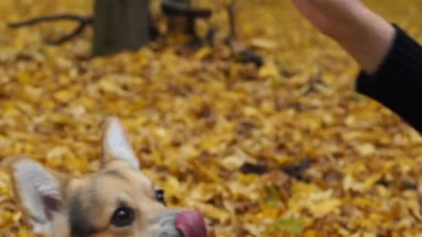 Уэльс Корги Пемброк исполняет команду "Дай пять". Собака на прогулке с хозяйкой в чудесном осеннем лесу . — стоковое видео