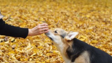 Galce Corgi Pembroke komutları 