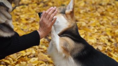 Galce Corgi Pembroke 