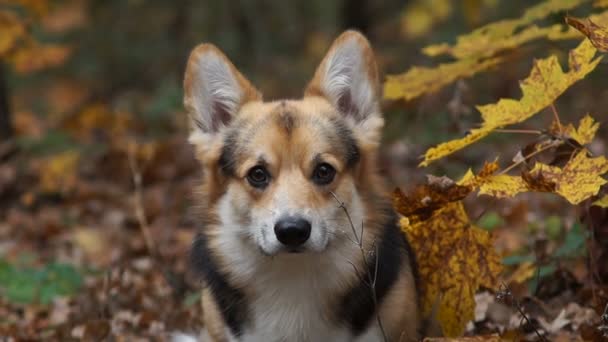 Raça cão galês Corgi Pembroke em um passeio em uma bela floresta de outono . — Vídeo de Stock