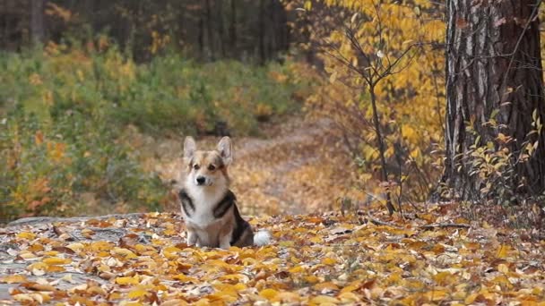 Hondenras Welsh Corgi Pembroke op een wandeling in een prachtig herfst bos. — Stockvideo