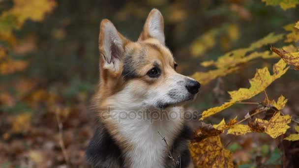 Cría de perros Galés Corgi Pembroke en un paseo en un hermoso bosque de otoño . — Vídeo de stock