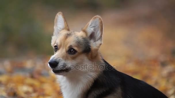 Dog breed Welsh Corgi Pembroke on a walk in a beautiful autumn forest. — Stock Video