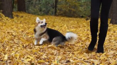 Galce Corgi Pembroke 