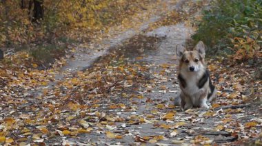 Güzel bir sonbahar ormanda bir yürüyüşe köpek doğurmak Galce Corgi Pembroke.